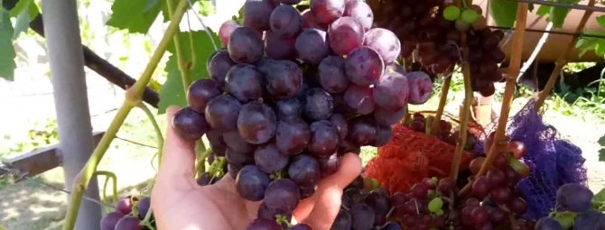 Виноград Рошфор – шедевр любительской селекции