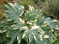 Фатсия Variegata