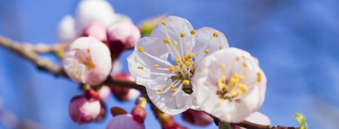 Цветение абрикоса: как и когда цветёт дерево, почему могут отсутствовать цветы и что с этим делать