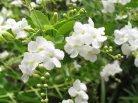 Сорт White Cayenne Vanilla Bush