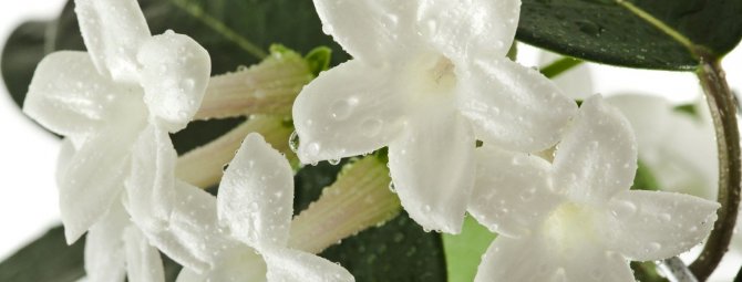 Стефанотис: какой уход нужен мадагаскарскому жасмину для цветения в домашних условиях