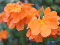 Кроссандра Orange Marmalade