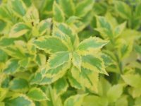 Сорт Green and Gold
