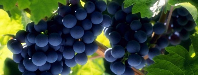 Виноград сорта Молдова — высокие урожаи, виноград на всю зиму