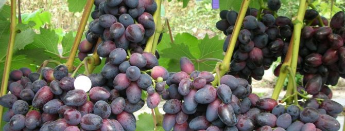Виноград Красотка: выращиваем без проблем