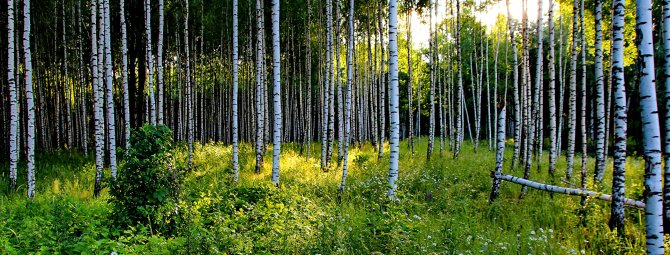Особенности использования лесных берез в ландшафтном дизайне участка