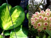 Хойя Керри variegata
