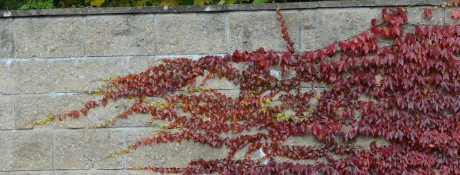 Девичий виноград: эффектное и неприхотливое украшение сада