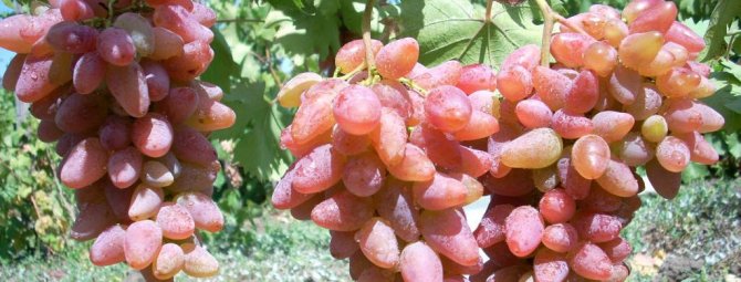 Виноград сорта Оригинал: характеристика сорта и особенности агротехники