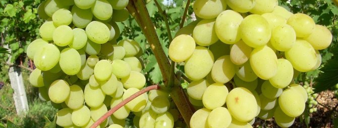Виноград Августин: история выращивания, описание и характеристика