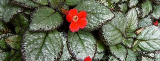 Павлиний цветок, или Эписция: как обеспечить ей в домашних условиях достойный уход