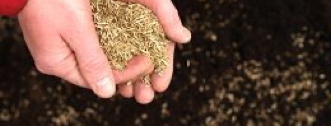 Как правильно посадить газонную траву, чтобы получить хороший газон?