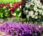 Многолетние цветы на всё лето: лучшие сорта для озеленения дачи