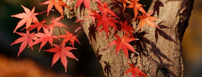 Топ-5 деревьев и кустарников с красной листвой: магия вашего сада