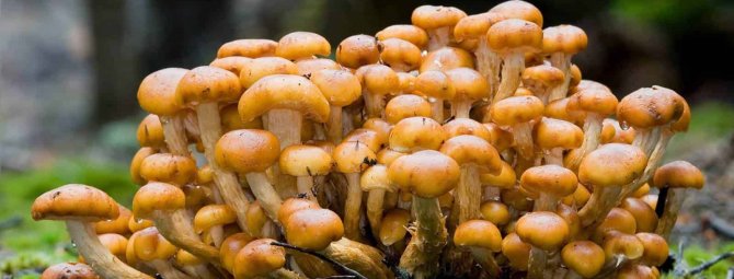 Грибные полянки: использование живых и искусственных грибов в дизайне участка