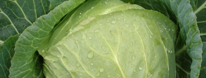 Белокочанная капуста: какие сорта посадить для заквашивания и длительного хранения