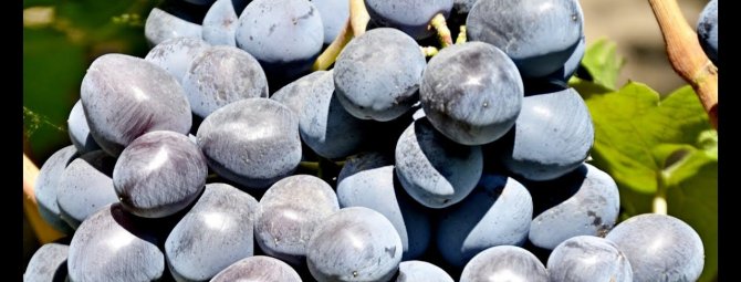 Виноград Руслан: описание сорта с характеристикой и отзывами, особенности посадки и выращивания
