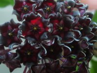 Хойя Philippines Black