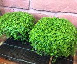 Зелёные шары солейролии: выращивание и уход в домашних условиях
