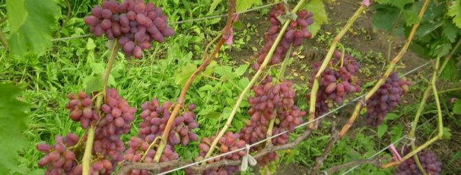 Виноград Арочный: урожайный и декоративный зимостойкий сорт