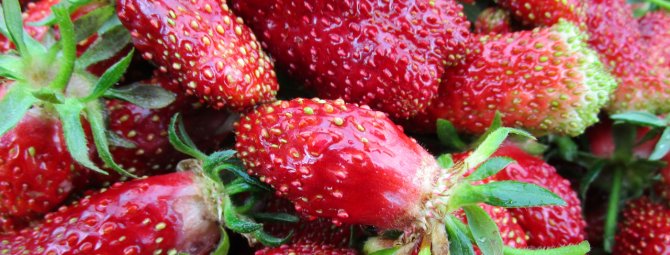 Земклуника Купчиха — гибрид двух ягодных культур на вашей грядке