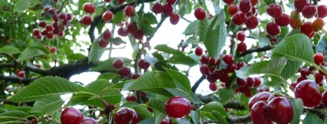 Высокоурожайная вишня Молодежная — зимостойкий и крупноплодный сорт
