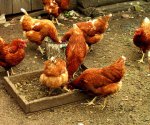 Как сделать поилки и кормушки для кур: обзор 5-ти лучших самодельных конструкций
