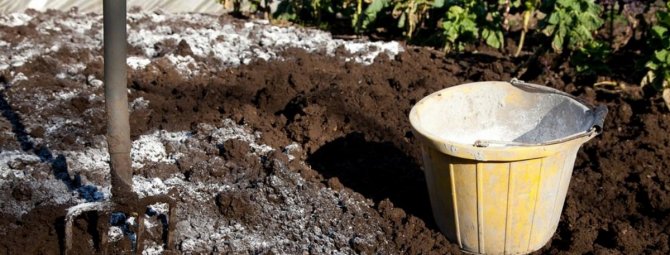 Известкование почвы в саду: зачем, когда и как это необходимо делать?