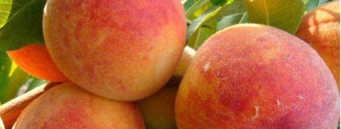Персик Золотой юбилей – старинный сорт для тёплого климата