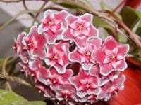 Хойя Silver Pink