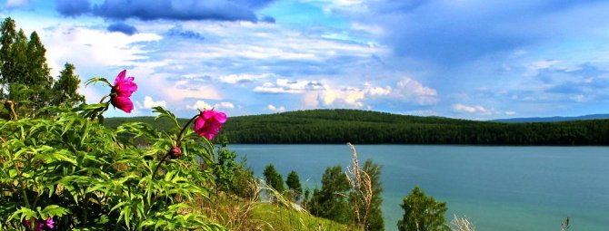 Какие многолетние цветы лучше всего приживаются в условиях Урала и Сибири