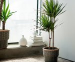 5 комнатных растений, которые обладают магическими свойствами