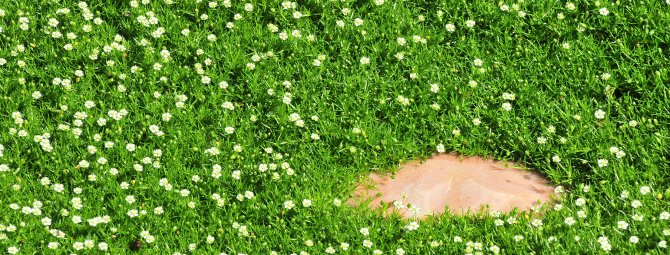 Мшанка шиловидная: как вырастить неприхотливый газон из ирландского мха