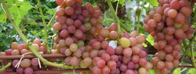 София — виноградная красавица с Украины. История выращивания, возможные проблемы и пути их решения