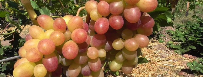 Виноград Тасон — столовый раннеспелый и урожайный сорт