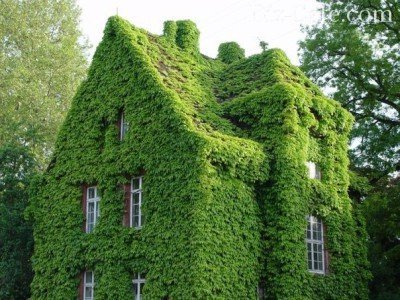 Заросший зеленый дом
