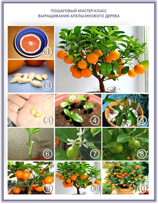 Как вырастить апельсиновое дерево из косточки своими руками
