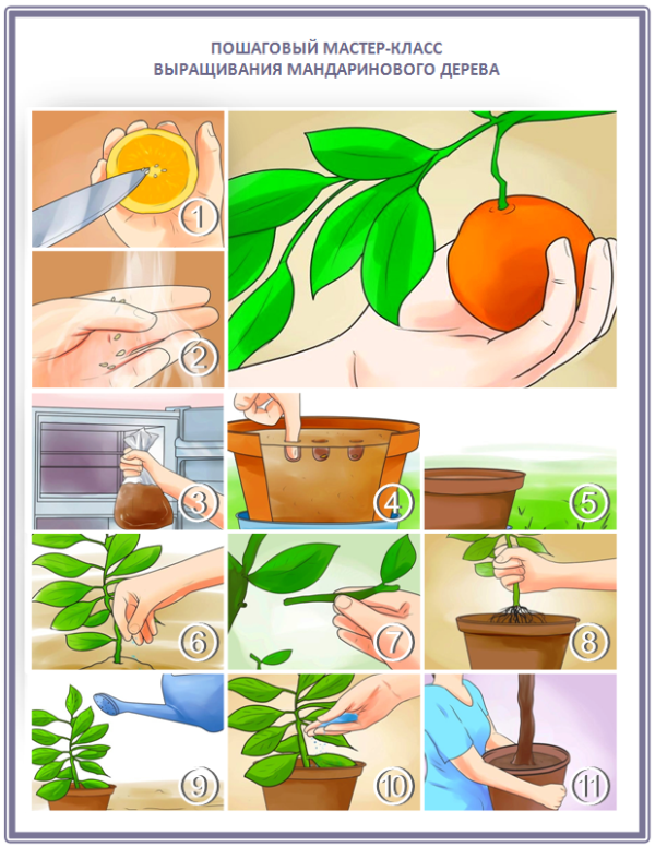 Как вырастить мандариновое дерево своими руками