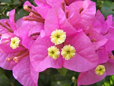Бугенвиллия — цветы и прицветники крупным планом