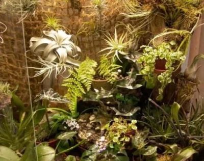 Зелёная витрина с тропическими растениями