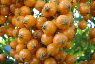 Семена дуранты из ягод