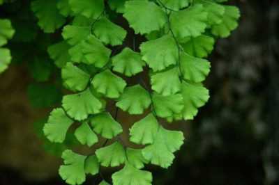 Ажурная листва адиантума
