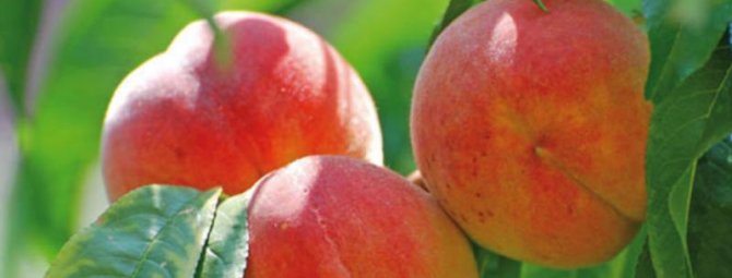 Как вырастить вкусные персики сорта Кардинал