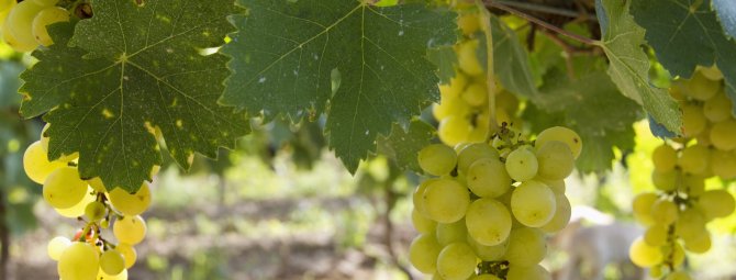 Урожайный, ранний, декоративный — сорт винограда Плевен