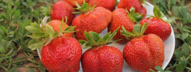 Клубника Дарселект: француженка на грядке