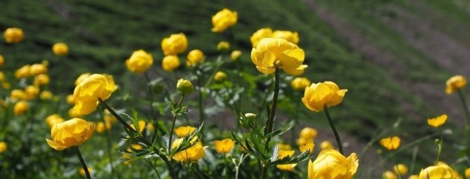 Дети солнца: 10 красивых желтых растений для вашего сада