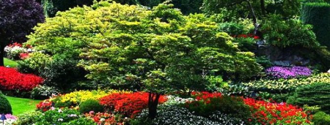 Самые красивые клумбы на даче, сделанные своими руками: фото подборка