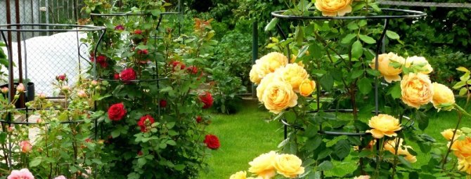 5 ошибок, которые вы допускаете при выращивании роз на даче