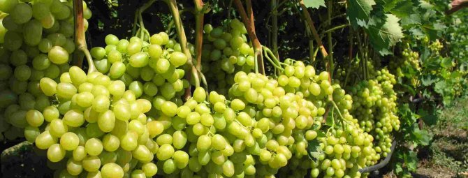 Обзор винограда сорта Аркадия: основные характеристики и нюансы агротехники