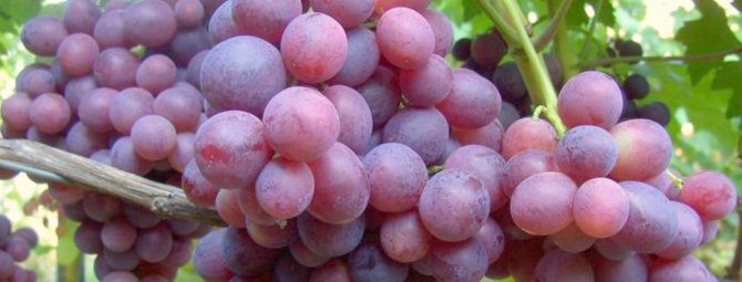 Заря Несветая — один из лучших сортов винограда
